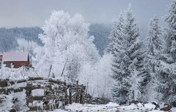 Winter, frost, forest, snow, nature, fog, house, branch