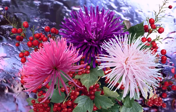 Berries, rain, Kalina, asters