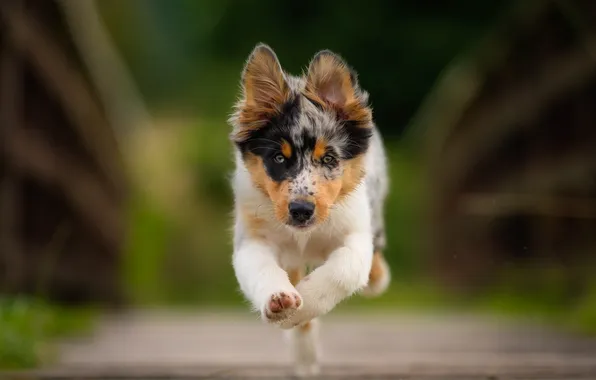 Dog, blur, running, puppy, walk, face, Australian shepherd, Aussie