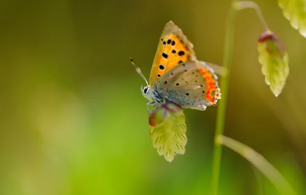 Picture macro, butterfly, plant, wings, insect, speck
