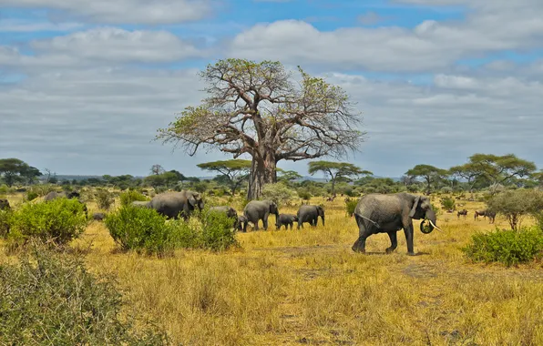Picture inhabitants, Savannah, Africa, elephants, the herd
