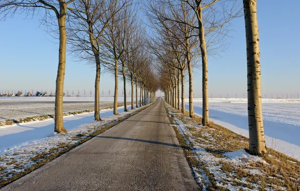 Winter, road, trees
