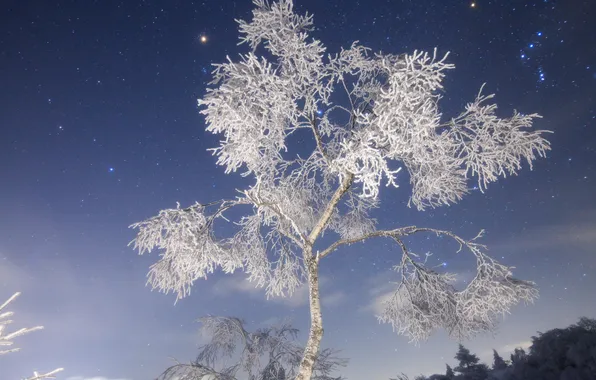 Winter, frost, night, nature, snowy tree