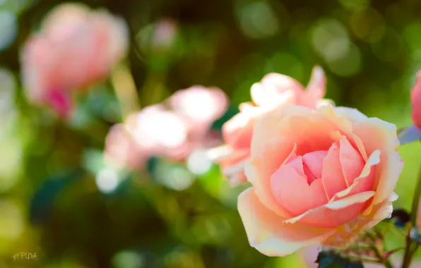 Picture macro, flowers, background, Wallpaper, roses, pink, bokeh, pulls
