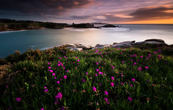 Picture sea, greens, the sky, clouds, sunset, flowers, stones, rocks