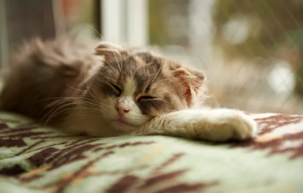 Cat, sleep, window, sleeping, blanket