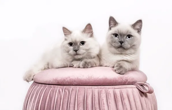 Look, cats, cats, pair, white background, blue eyes, grey, a couple