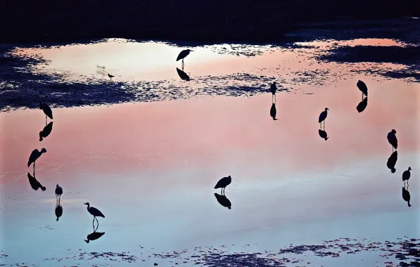 Water, sunset, birds, reflection, shadow, Puddle
