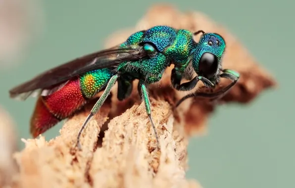 Eyes, macro, background, plant, OSA, insect, green, colorful