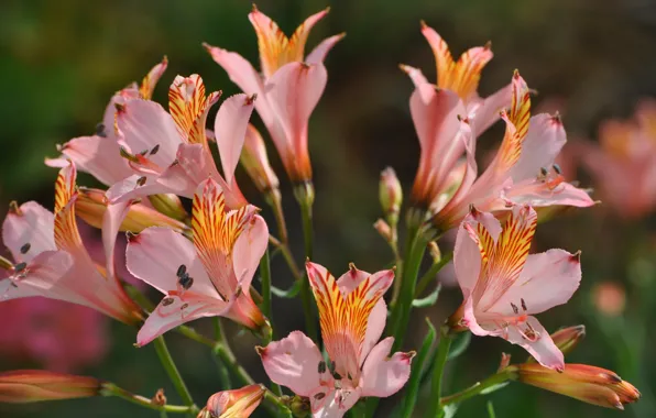 Picture bouquet, pink flowers, bouquet, alstremeria, Pink flowers, Alstroemeria