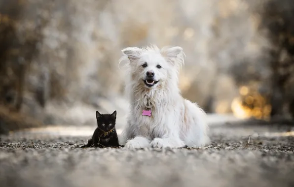 Kitty, dog, friends, bokeh, black kitten