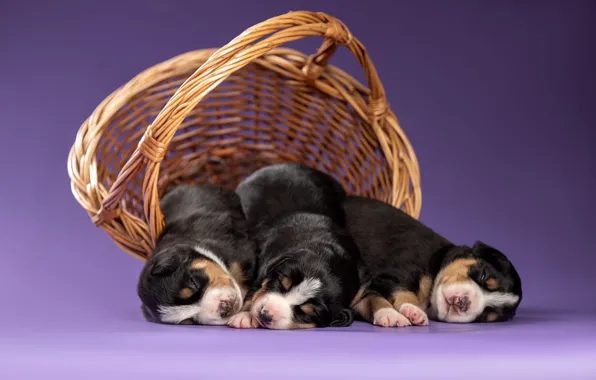 Dogs, background, sleep, puppies, basket, trio, Trinity, sleeping