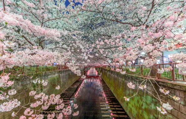 Picture nature, spring, Japan, Sakura, Tokyo, channel