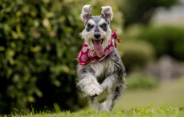 Picture language, joy, dog, running, walk, bandana, bokeh, The miniature Schnauzer