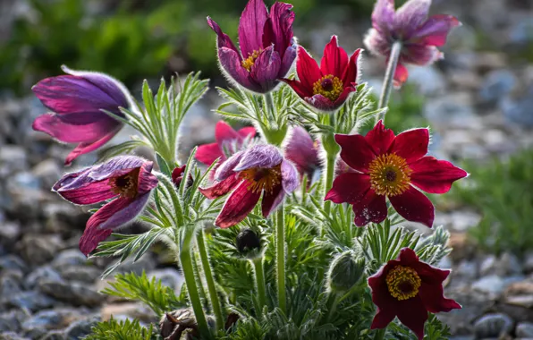 Flowers, glade, blur, spring, red, pink, bokeh, anemones