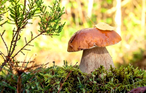 Macro, moss, white mushroom, Borovik