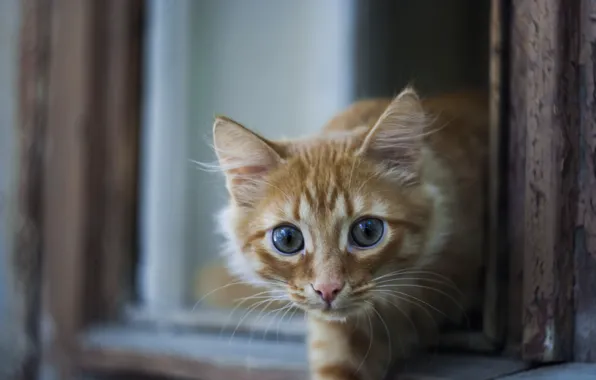 Window, kittens, Bokeh