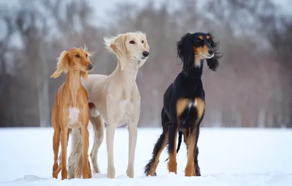 Winter, dogs, snow, open-air, slider, Saluki, dogs-h