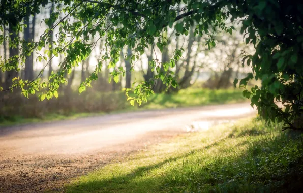Road, nature, morning