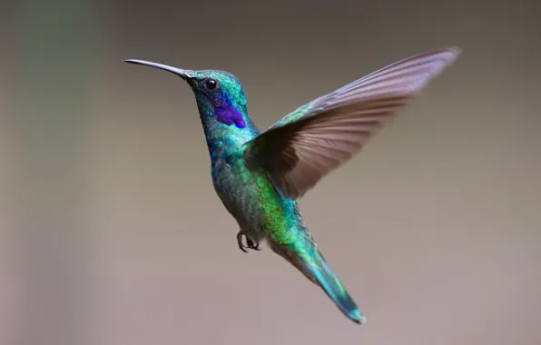 Beauty, Hummingbird, grey background, beauty, bright plumage, hummingbird, gray background, small bird