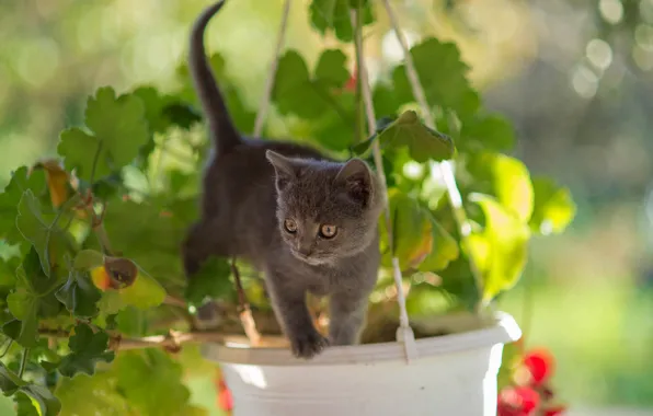 Greens, cat, look, leaves, light, flowers, pose, kitty