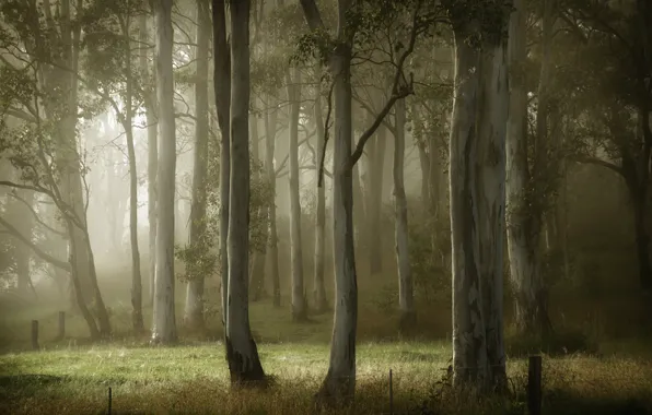 Summer, trees, fog