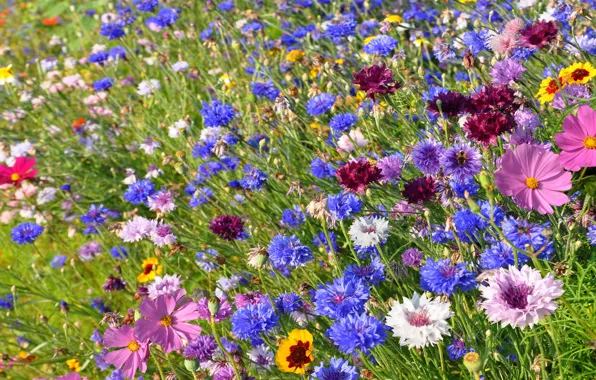 Greens, field, summer, flowers, glade, bright, meadow, blue