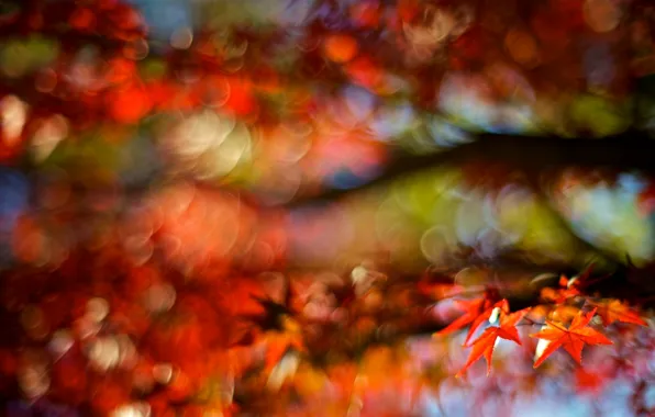 Autumn, macro, red, background, tree, widescreen, Wallpaper, blur