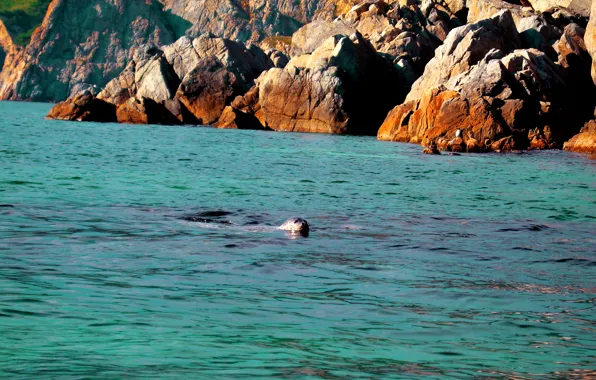 Sea, animals, marine life, turquoise, Primorye, Navy seals, turquoise sea, seals
