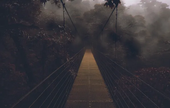 Bridge, abyss, wildlife