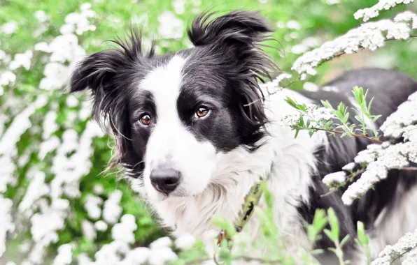 Face, flowers, portrait, dog, meadow, the border collie, Wallpaper from lolita777