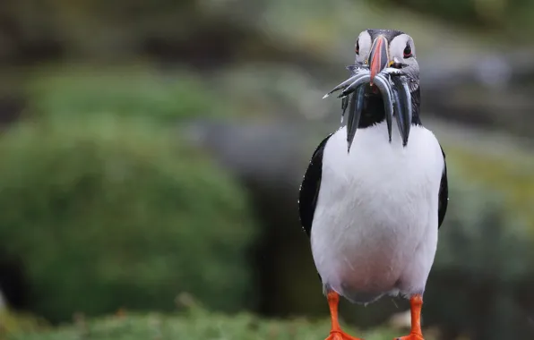 Nature, bird, stalled, catch