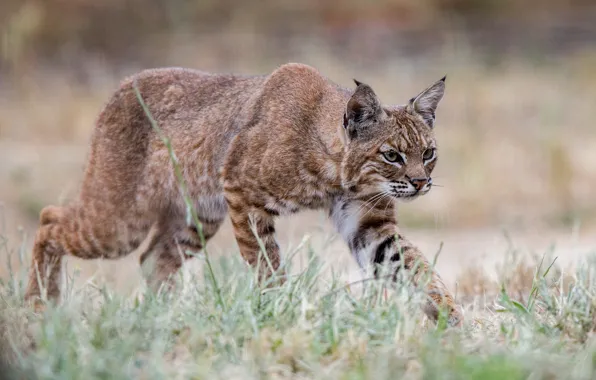 Grass, look, pose, glade, walk, lynx, sneaks