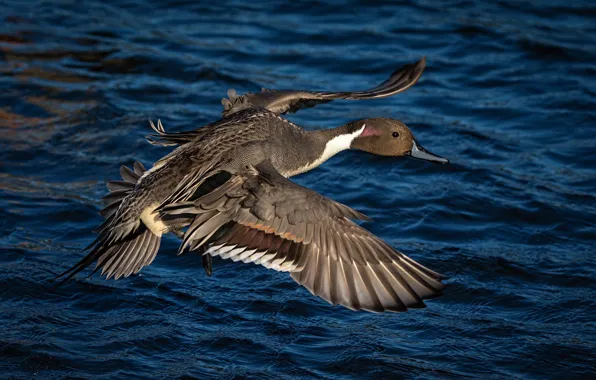 Picture water, flight, bird, duck, wings, Pintail