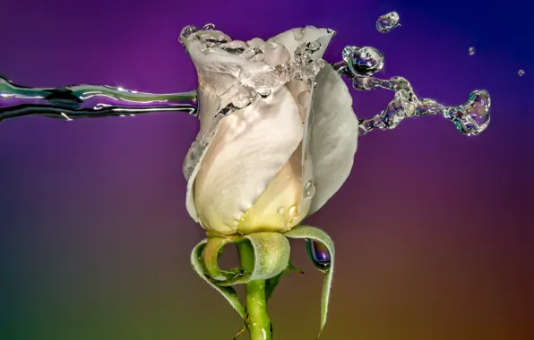 Picture water, rose, macro, splash