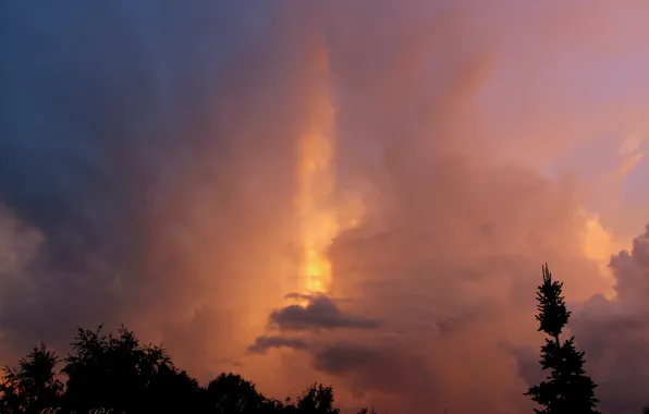 Forest, the sky, sunset, spruce, evening., The pillar of light