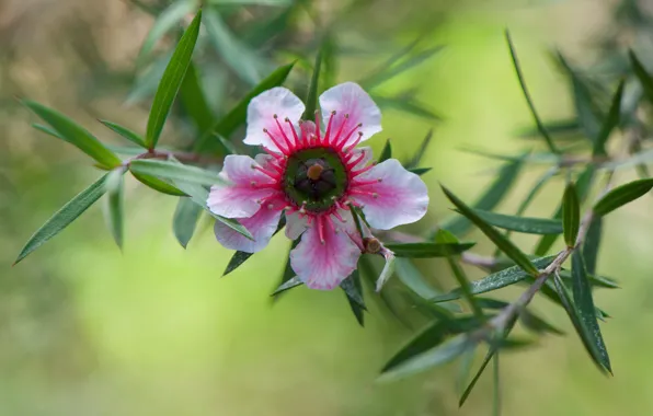 Picture flower, leaves, nature, petals