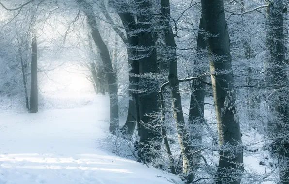 Snow, trees, winter forest