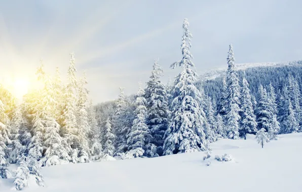 Winter, the sun, snow, tree, ate, pine, North, winter