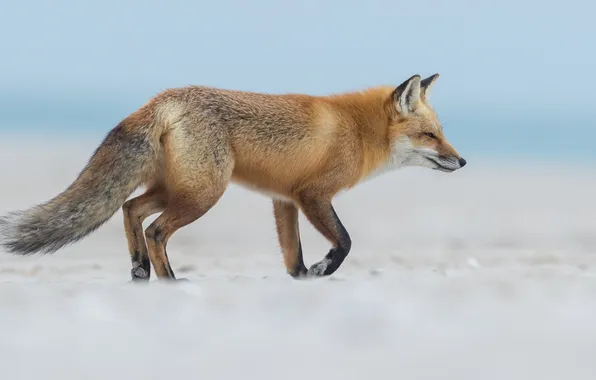 Picture snow, Fox, Fox