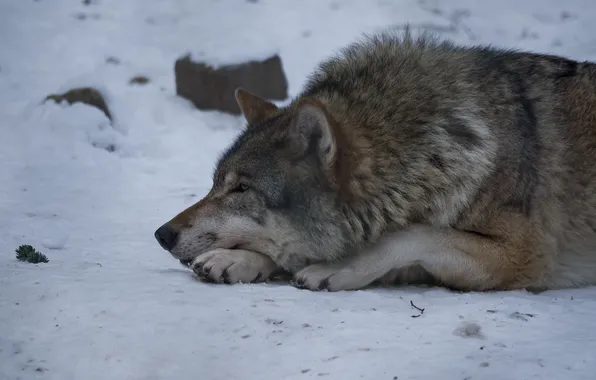 Snow, stay, wolf, predator, profile