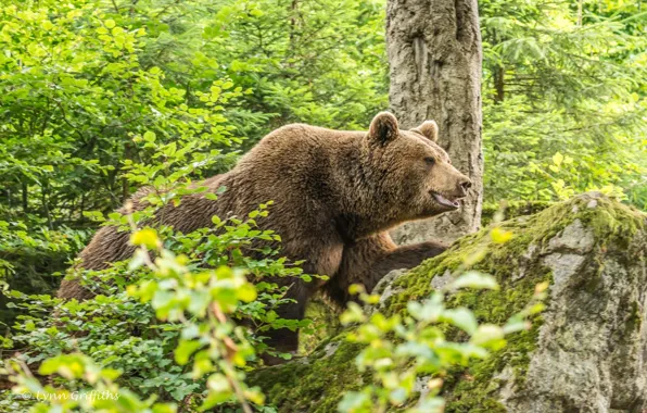 Forest, summer, thickets, stone, moss, brown bear