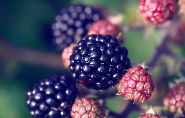 Plant, berry, BlackBerry