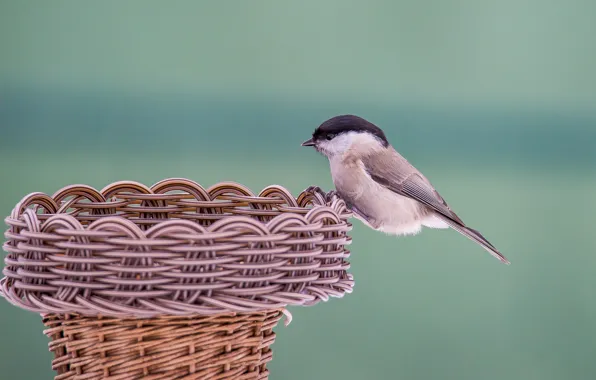 Birds, tit, tit, photohunt, chubby