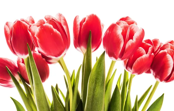 Flowers, tulips, red, love, wood, romantic, tulips, spring