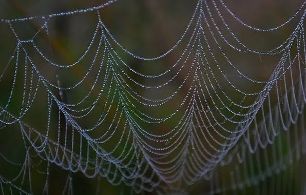 Drops, Web