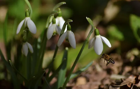 Picture macro, bee, spring, snowdrops, insect