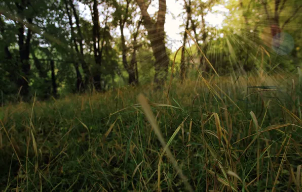 Grass, the sun, glade