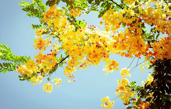 Picture yellow, nature, tree, foliage