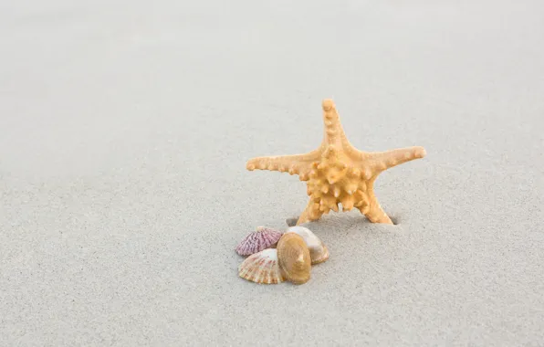 Sand, sea, beach, summer, nature, shell, starfish